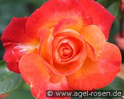 Pigalle kaufen, clicken für mehr Details Pigalle