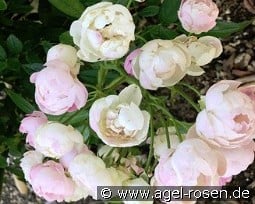 Pink Koster kaufen, clicken für mehr Details Pink Koster