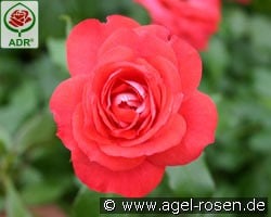 Planten un Blomen kaufen, clicken für mehr Details Planten un Blomen