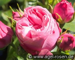 Playful Rokoko kaufen, clicken für mehr Details Playful Rokoko