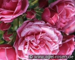 Pompon Diadem kaufen, clicken für mehr Details Pompon Diadem