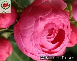 Pomponella kaufen, clicken für mehr Details Pomponella