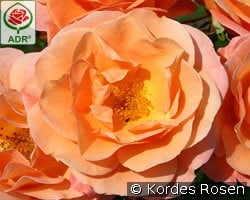 Portorož kaufen, clicken für mehr Details Portorož