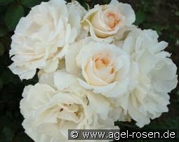 Poustinia kaufen, clicken für mehr Details Poustinia