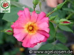 Pretty Sunrise syn. Yann Arthus-Bertrand kaufen, clicken für mehr Details Pretty Sunrise syn. Yann Arthus-Bertrand