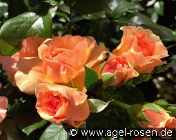 Prince Henrik of Denmark - Plant'n'Relax kaufen, clicken für mehr Details Prince Henrik of Denmark - Plant'n'Relax