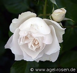 Princess of Wales kaufen, clicken für mehr Details Princess of Wales