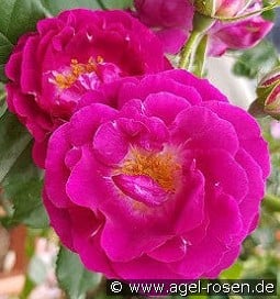 Purple Breeze kaufen, clicken für mehr Details Purple Breeze