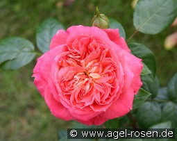 Queen of Hearts kaufen, clicken für mehr Details Queen of Hearts