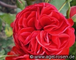 Rabelais syn François Rabelais kaufen, clicken für mehr Details Rabelais syn François Rabelais