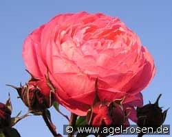 Raymond Blanc kaufen, clicken für mehr Details Raymond Blanc