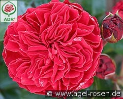 Red Leonardo da Vinci kaufen, clicken für mehr Details Red Leonardo da Vinci