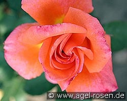 Reigen kaufen, clicken für mehr Details Reigen