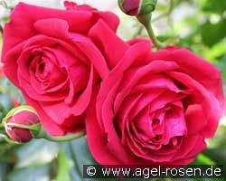 République de Montmartre kaufen, clicken für mehr Details République de Montmartre