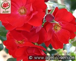 Resonanz kaufen, clicken für mehr Details Resonanz