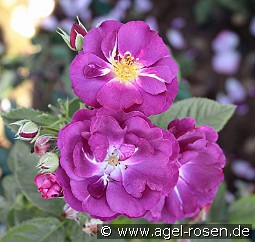 Rhapsody in Blue kaufen, clicken für mehr Details Rhapsody in Blue