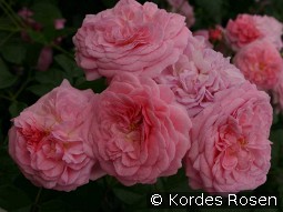 Romantic Flower Circus kaufen, clicken für mehr Details Romantic Flower Circus