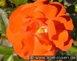 Rosi Mittermaier kaufen, clicken für mehr Details Rosi Mittermaier