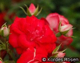 Rosige Landdrostei kaufen, clicken für mehr Details Rosige Landdrostei