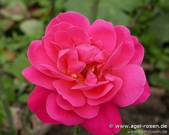 Rose ‘Rote Csárdás‘ (2-Liter Biotopf)