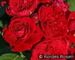 Rotkäppchen kaufen, clicken für mehr Details Rotkäppchen