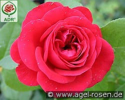 Rouge Meilove kaufen, clicken für mehr Details Rouge Meilove