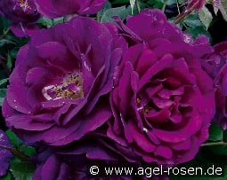 Royal Celebration kaufen, clicken für mehr Details Royal Celebration