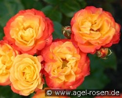 Rumba kaufen, clicken für mehr Details Rumba