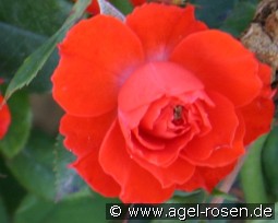 Salita Flower Circus kaufen, clicken für mehr Details Salita Flower Circus