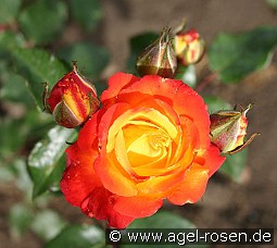 Samba 1964 kaufen, clicken für mehr Details Samba 1964