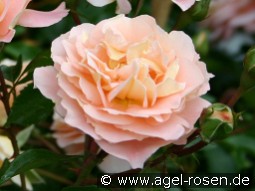 Sangerhäuser Jubiläumsrose kaufen, clicken für mehr Details Sangerhäuser Jubiläumsrose