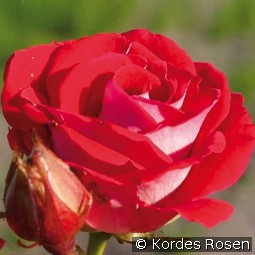 Schöne Koblenzerin - Marie Rottrová kaufen, clicken für mehr Details Schöne Koblenzerin - Marie Rottrová