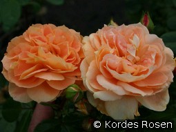 Schöne vom See kaufen, clicken für mehr Details Schöne vom See