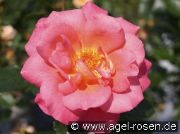 Shanty kaufen, clicken für mehr Details Shanty