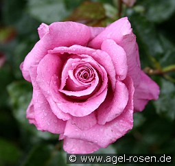 Shocking Blue kaufen, clicken für mehr Details Shocking Blue