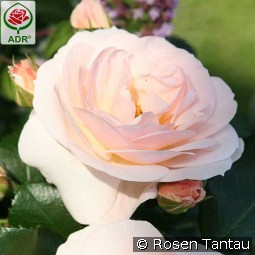 Sirius kaufen, clicken für mehr Details Sirius