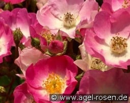 Sirona syn. Green Connection Sweet 16 kaufen, clicken für mehr Details Sirona syn. Green Connection Sweet 16