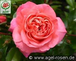 Sommersonne kaufen, clicken für mehr Details Sommersonne