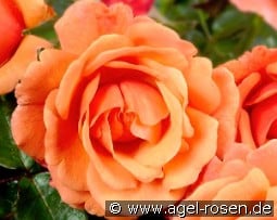 Steinfurther Abendsonne kaufen, clicken für mehr Details Steinfurther Abendsonne