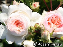 Stephanie Baronin zu Guttenberg kaufen, clicken für mehr Details Stephanie Baronin zu Guttenberg