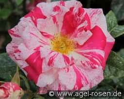 Summer Candy kaufen, clicken für mehr Details Summer Candy