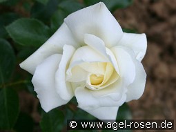 Summer Palace kaufen, clicken für mehr Details Summer Palace