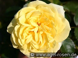 Sunlight Romantica kaufen, clicken für mehr Details Sunlight Romantica