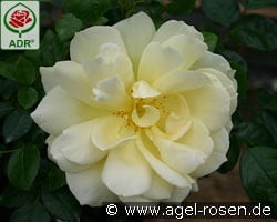 Sunstar syn. Gabriele Gebauer kaufen, clicken für mehr Details Sunstar syn. Gabriele Gebauer