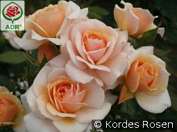 Sweet Honey kaufen, clicken für mehr Details Sweet Honey