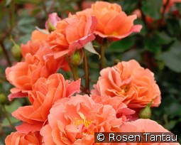 Theodor Fontane Rose kaufen, clicken für mehr Details Theodor Fontane Rose