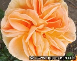 Timeless kaufen, clicken für mehr Details Timeless