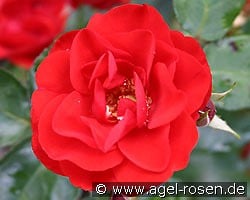 Tornado kaufen, clicken für mehr Details Tornado