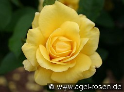 Tournee kaufen, clicken für mehr Details Tournee