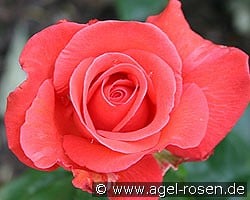 Träumerei kaufen, clicken für mehr Details Träumerei